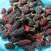 Maulbeeren Maulbeeren